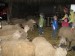 Mezi ovcemi na Bahenci